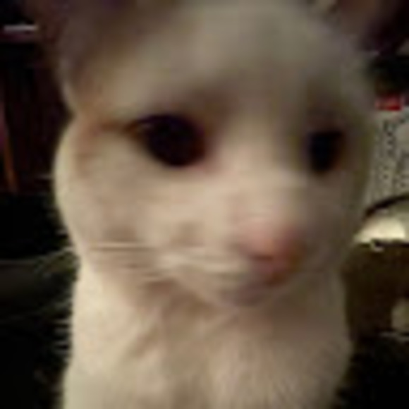 Meet your Posher, Skye - Picture 1 of 1